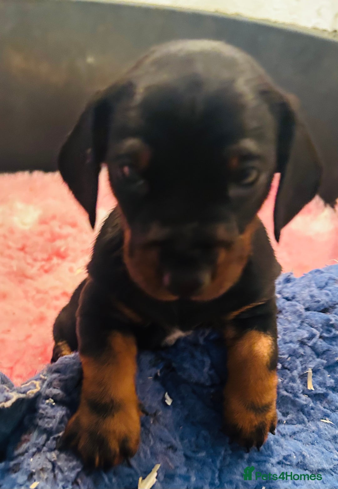 Dachshund dogs for sale: BEAUTIFUL KC REG STANDARD SMOOTH DACHSHUNDS  - Image 4