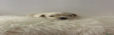 Maltipoo 3