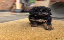 Cavapoo dogs for sale: Cavapoo puppies NEED HOME  - Image 21