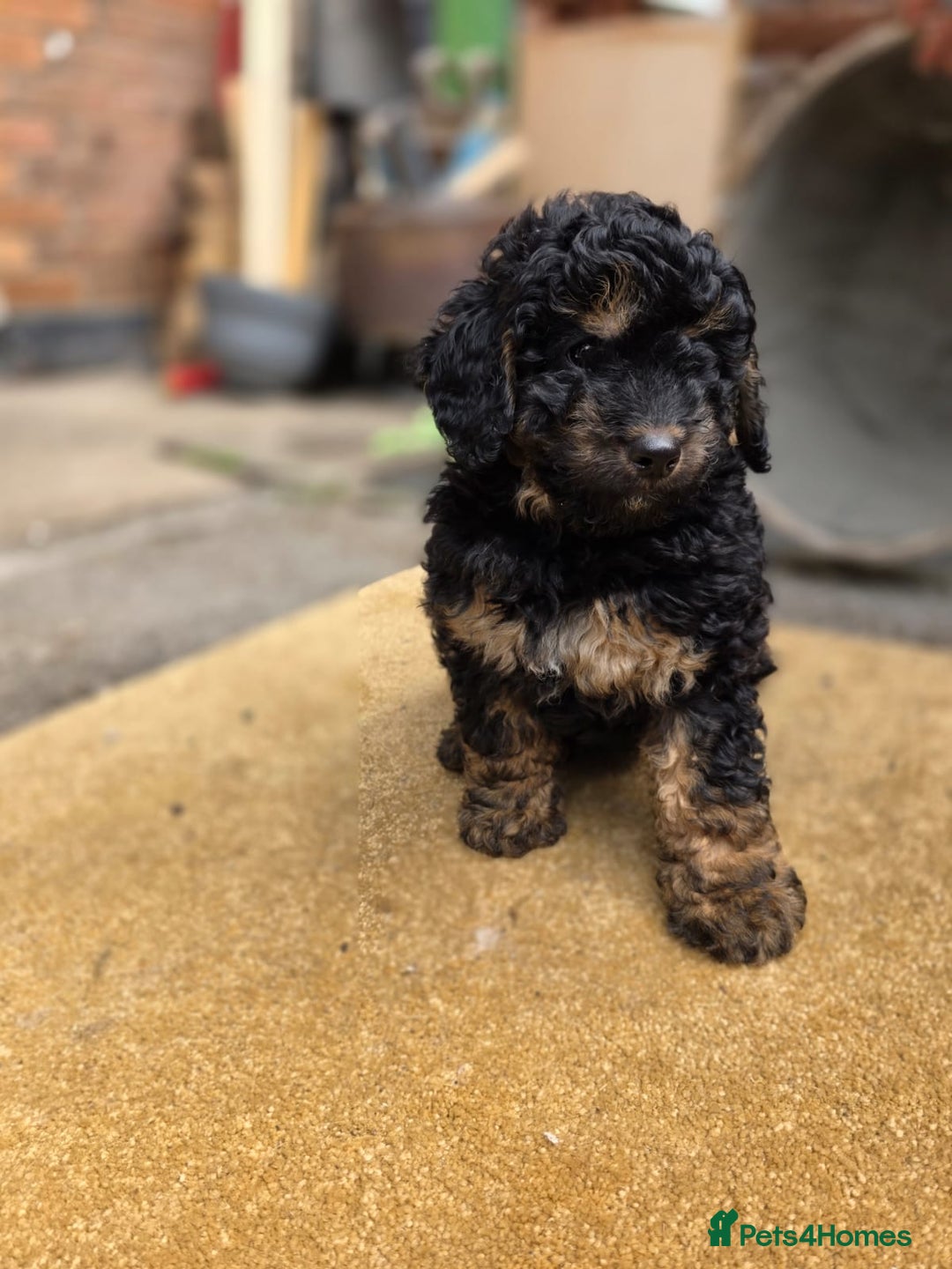 Cavapoo dogs for sale: Cavapoo puppies NEED HOME  - Image 21