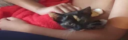 Mixed Breed cats for sale: 2 grown cats need rehoming  - Advert 3