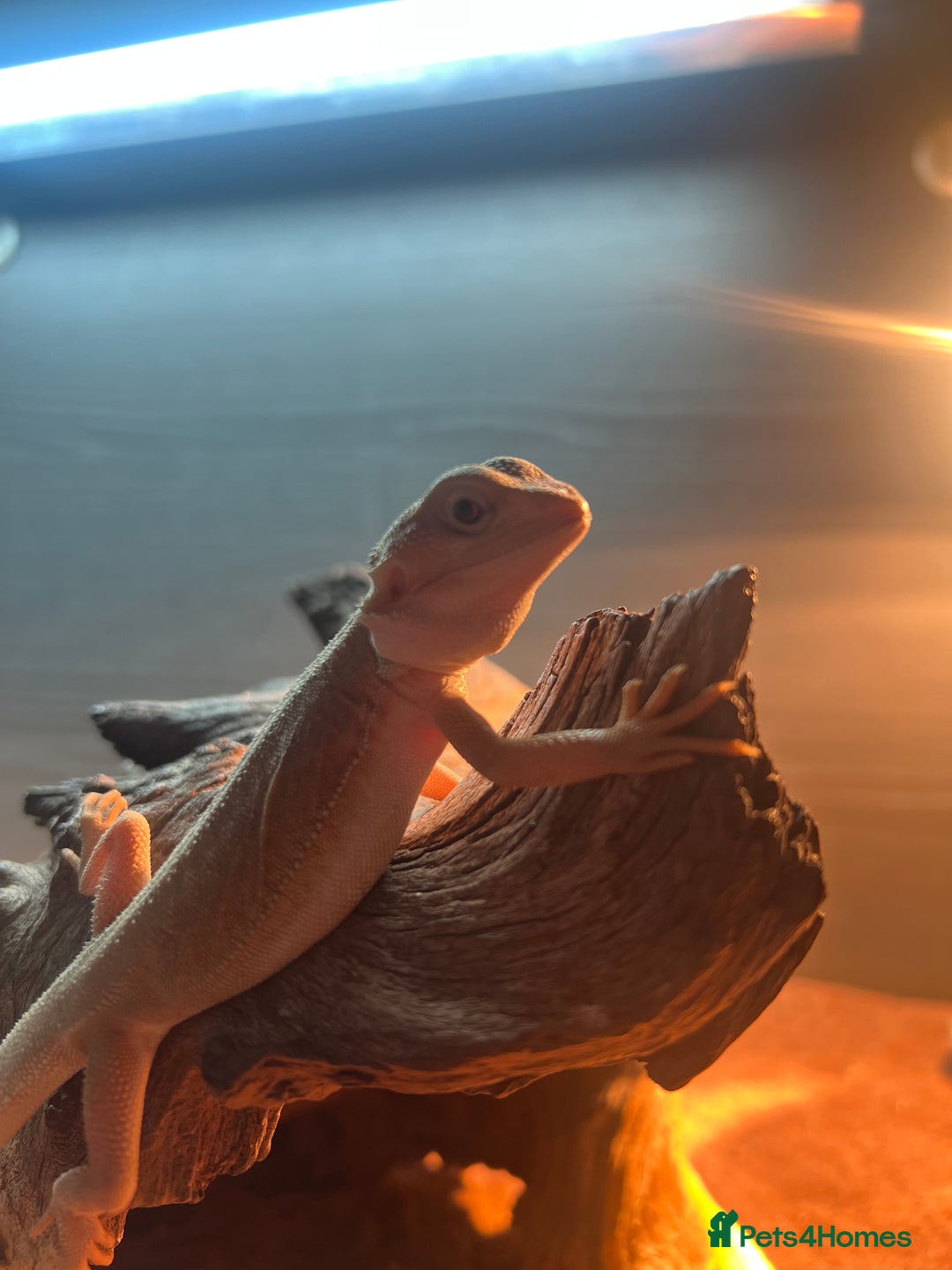 Bearded Dragon reptiles for sale: Bearded dragon - Advert 7