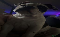Olde English Bulldogge dogs for sale: LAST BABY GIRL both jabs microchipped pricedrop - Image 4