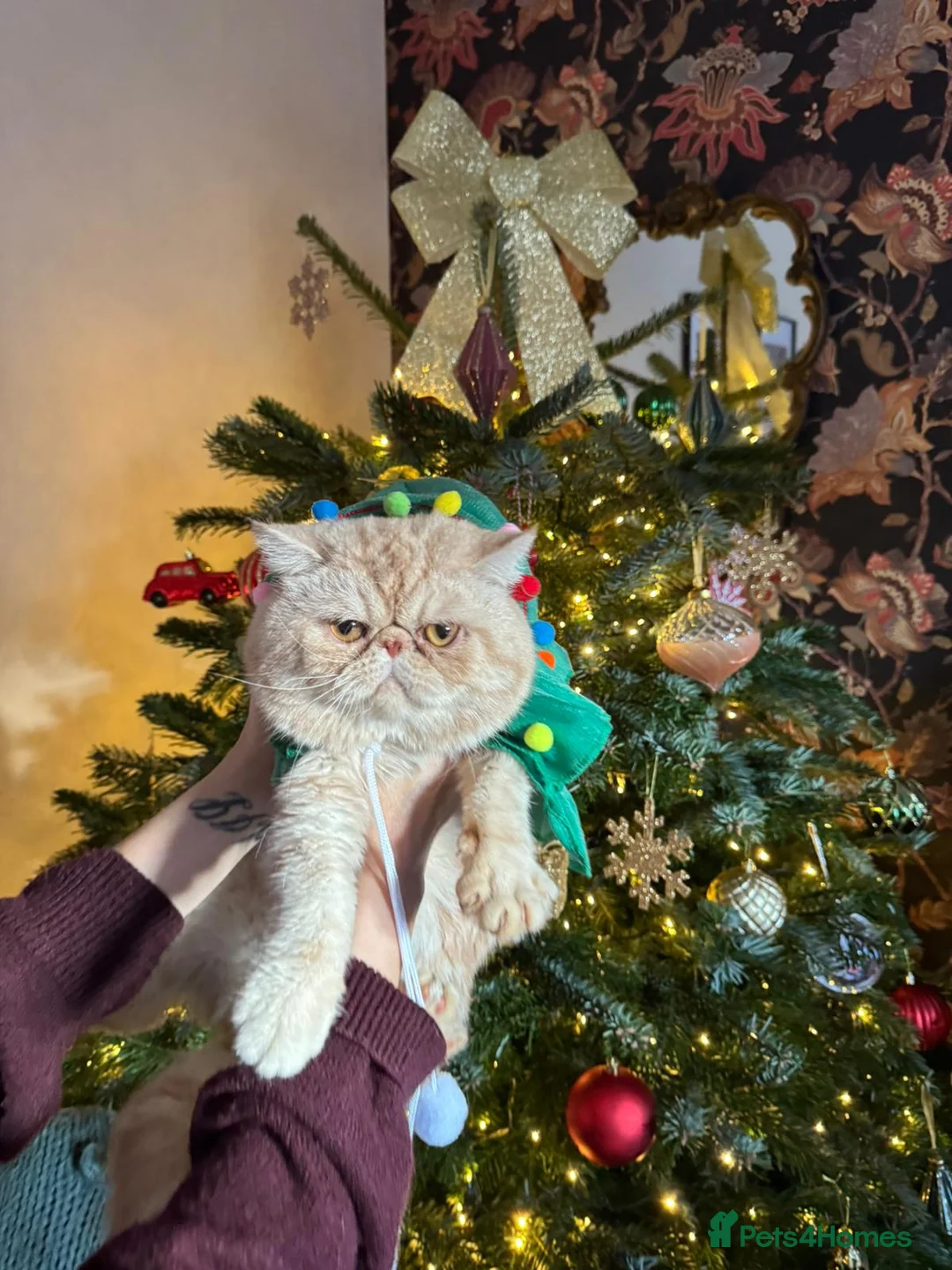 Exotic cats for stud: Lucius Exotic for stud - Advert 5