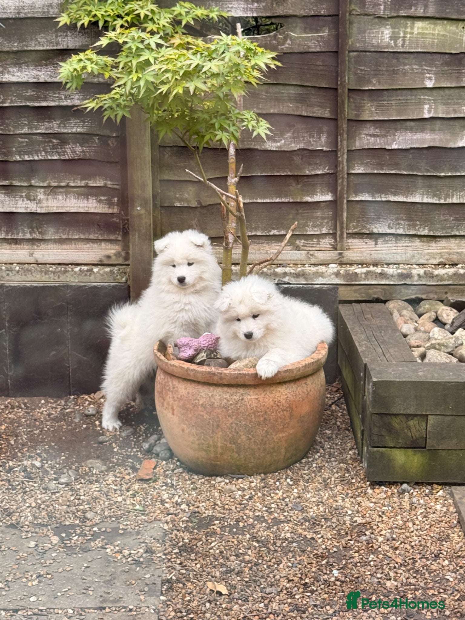 Samoyed dogs ⭐️Quality Samoyed Puppies⭐️ one girl available  - Advert 6