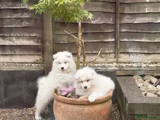 Samoyed dogs ⭐️Quality Samoyed Puppies⭐️ one girl available - Advert 6
