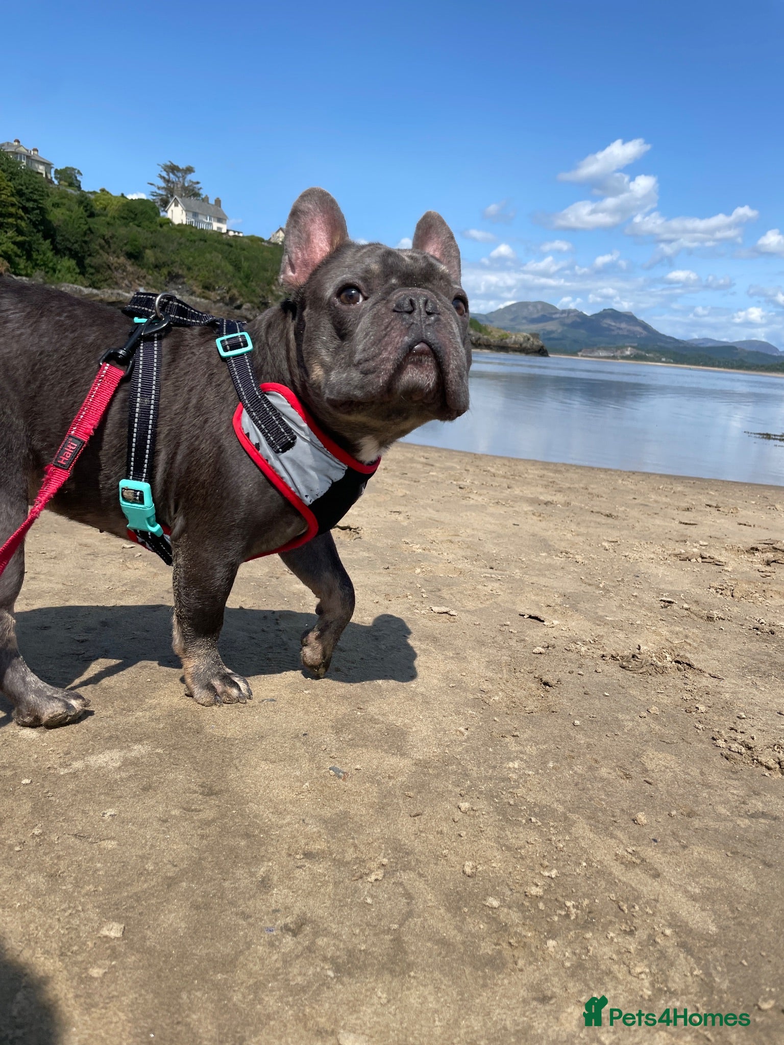 French Bulldog dogs 6 year old Stitch - Advert 14
