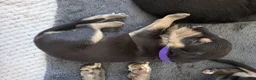 Mixed Breed dogs for sale: Bedlington whippet pups 🐶🐾 - Advert 6