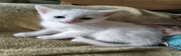 Mixed Breed cats for sale: Beautiful White mixed breed kitten - Advert 4