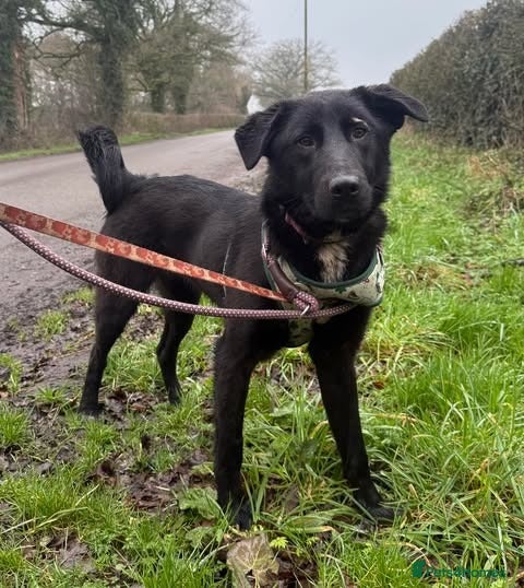 Mixed Breed dogs Meet Tasha, currently residing in Cheshire - Advert 3