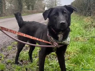 Mixed Breed dogs Meet Tasha, currently residing in Cheshire - Advert 3