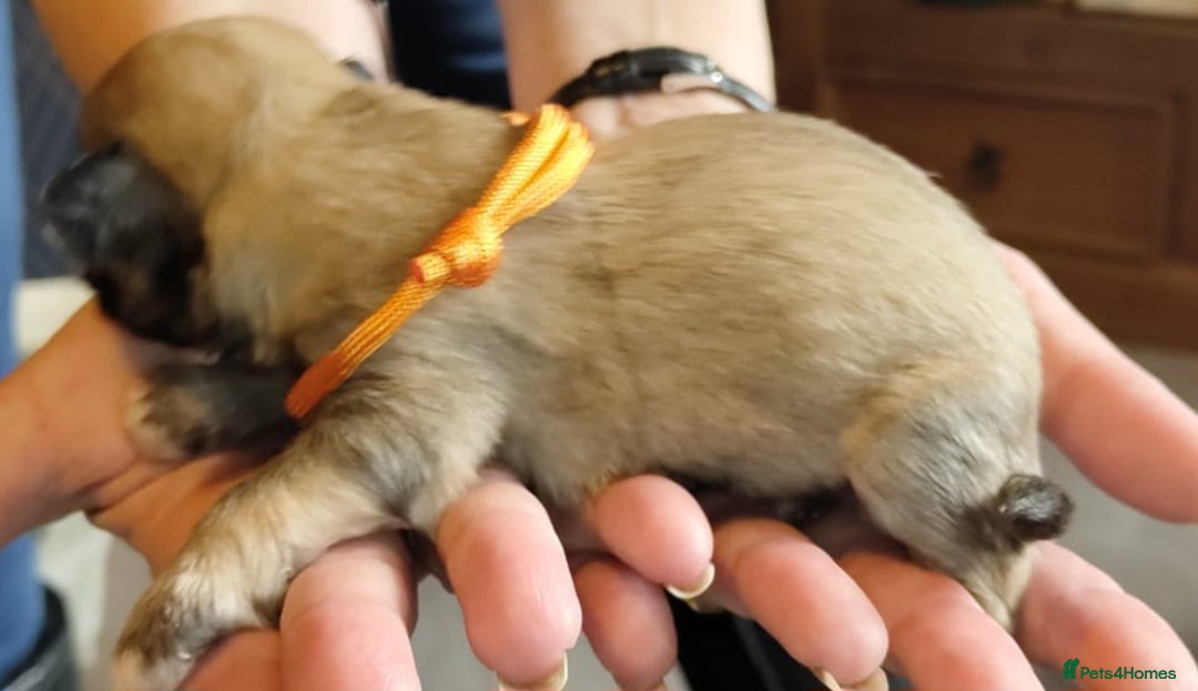 Lhasa Apso dogs for sale: KC REG LHASA APSO PUP(1 left) RED BOY) - Advert 17