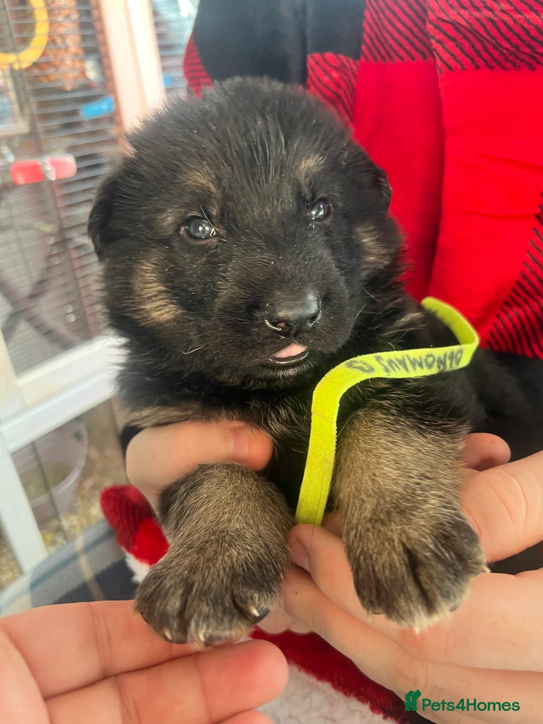 German Shepherd dogs for sale: The most stunning German Shepherd puppies - Advert 22