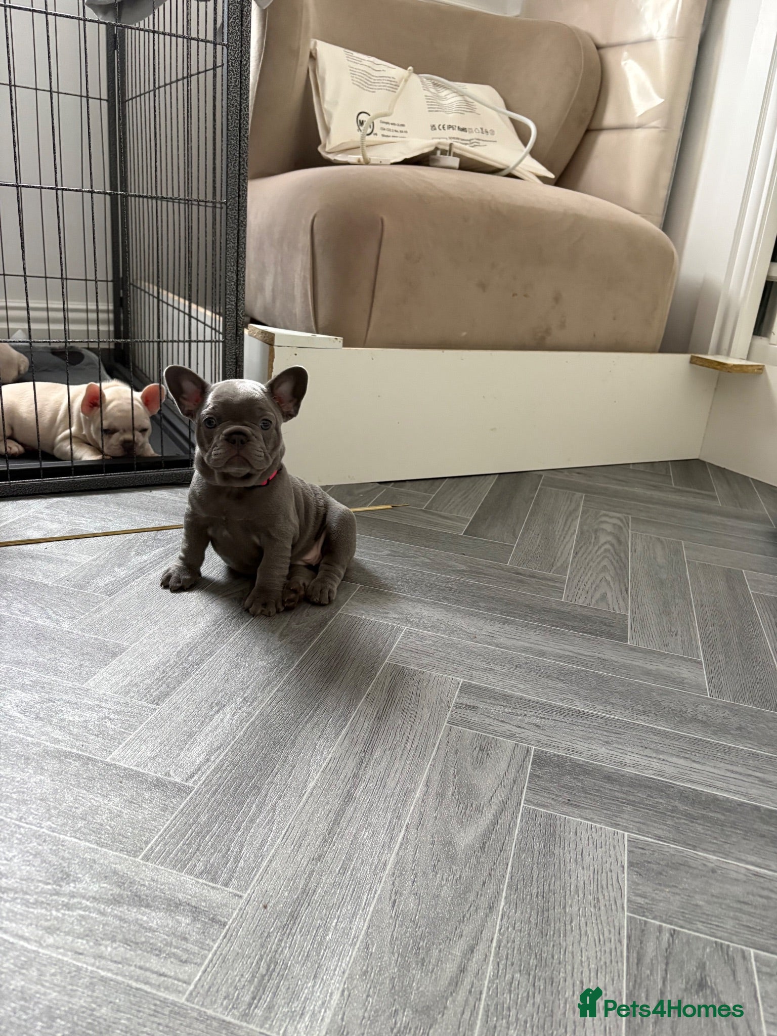 French Bulldog dogs French bulldog  - Advert 2