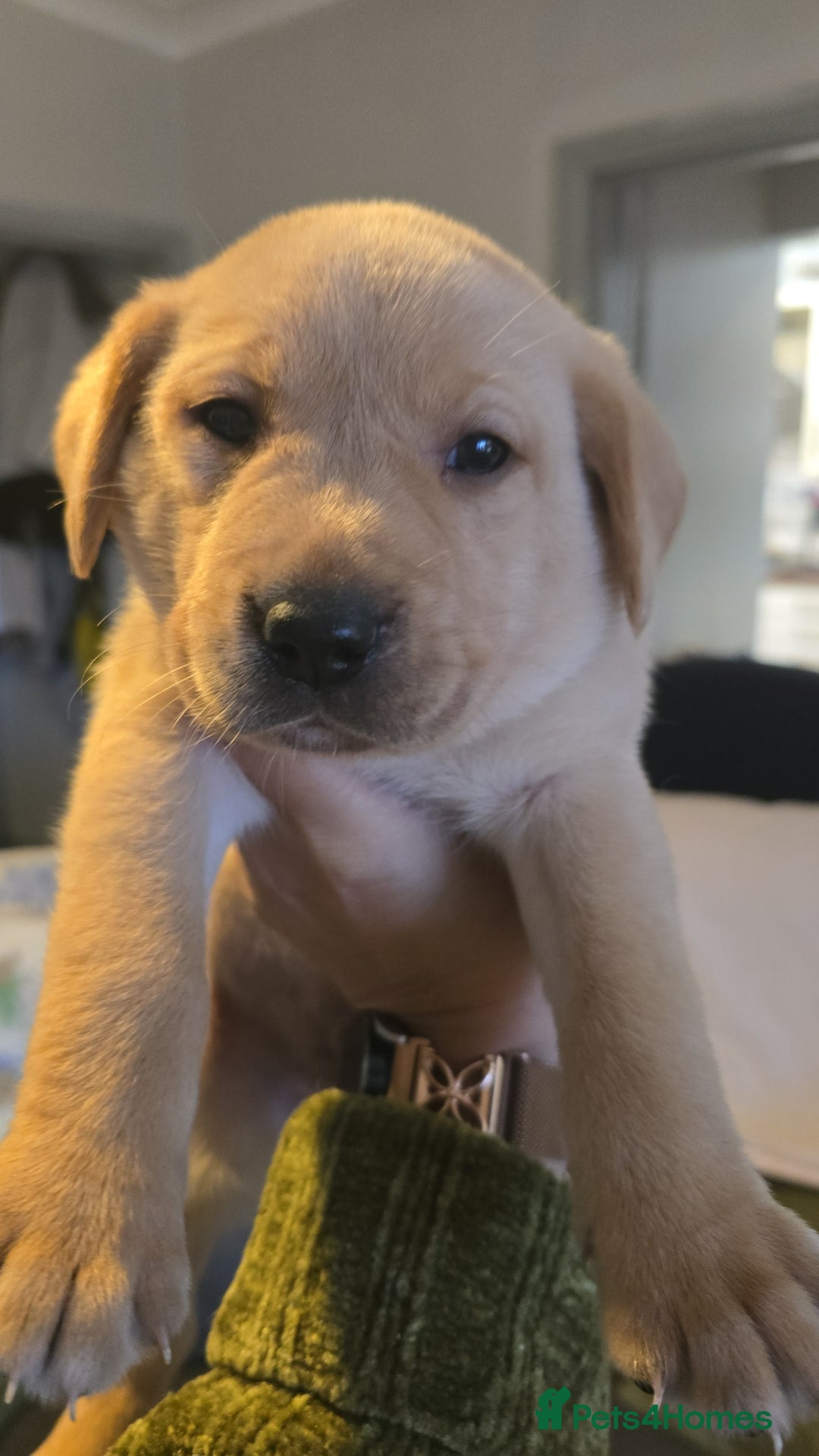 Labrador Retriever dogs for sale: Last kc labrador bitch available due to none coll - Advert 5