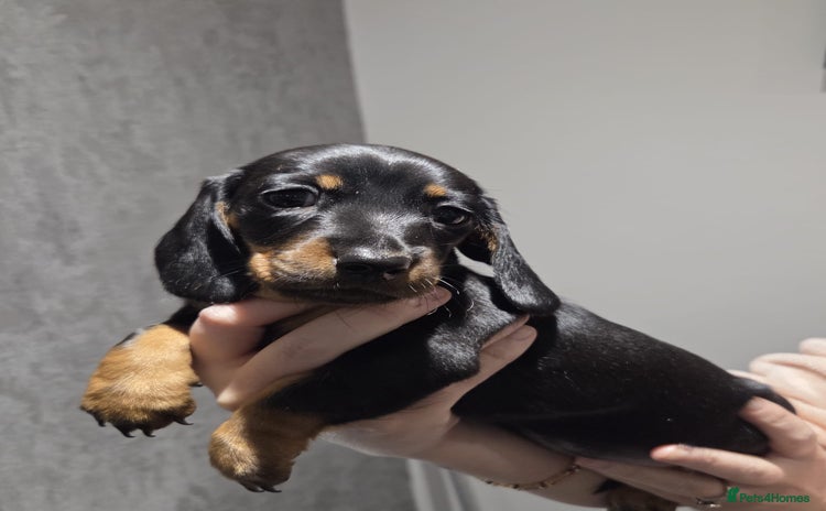 Miniature Dachshund dogs - Advert 8