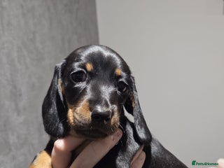 Miniature Dachshund dogs - Advert 6