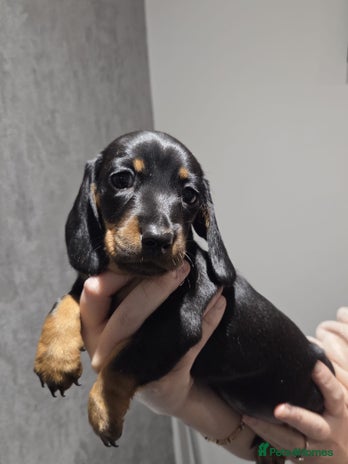 Miniature Dachshund dogs - Advert 3