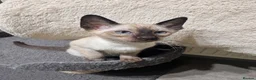 Siamese cats for sale: 4 affectionate traditional Siamese kittens ready - Advert 3