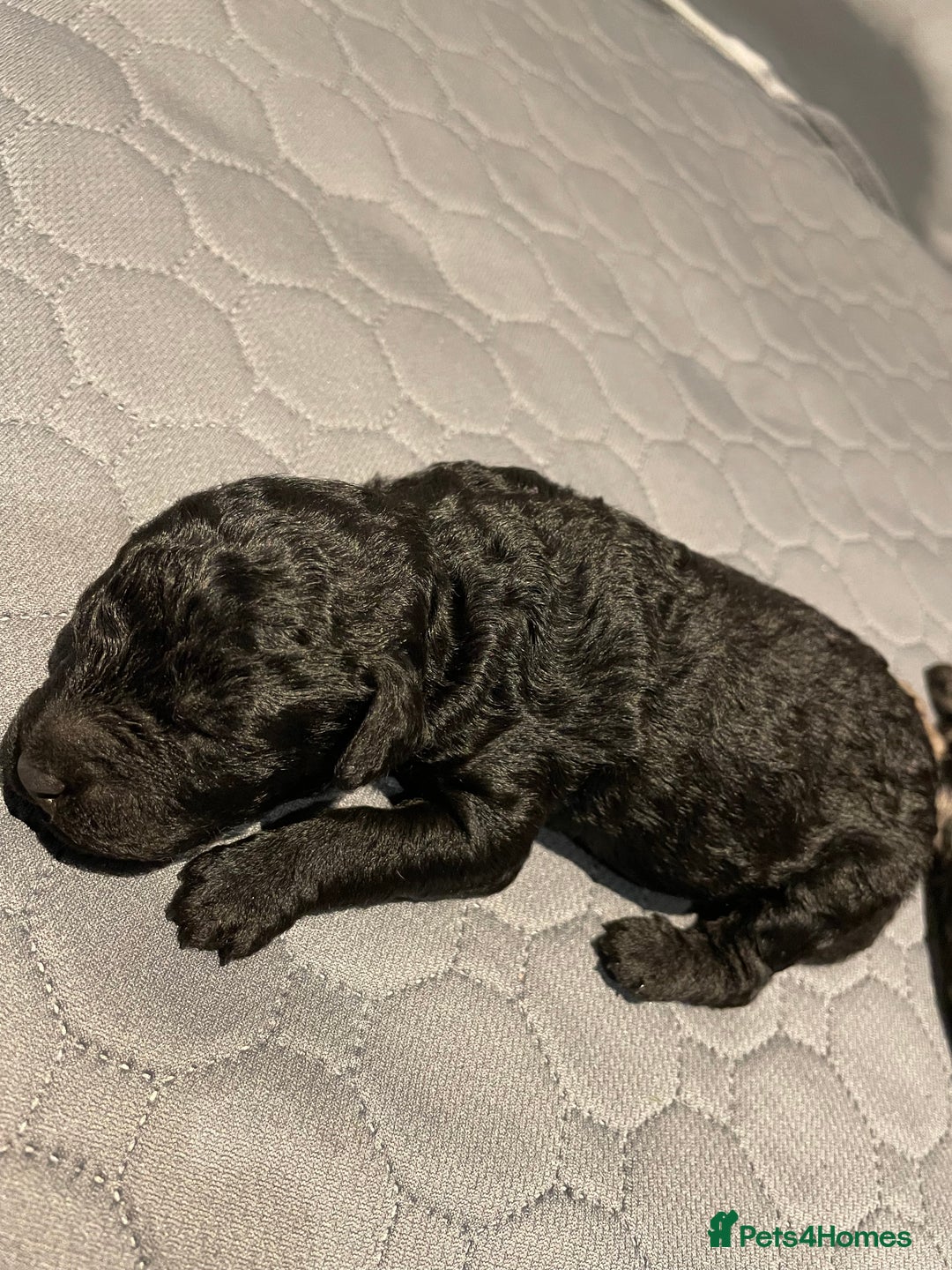 Cockapoo dogs for sale: 3 beautiful cockapoo puppies for sale  - Advert 14