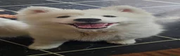 Samoyed dogs for sale: 🩷💙Samoyed puppies, 1 girl left 🩷💙 - Advert 1