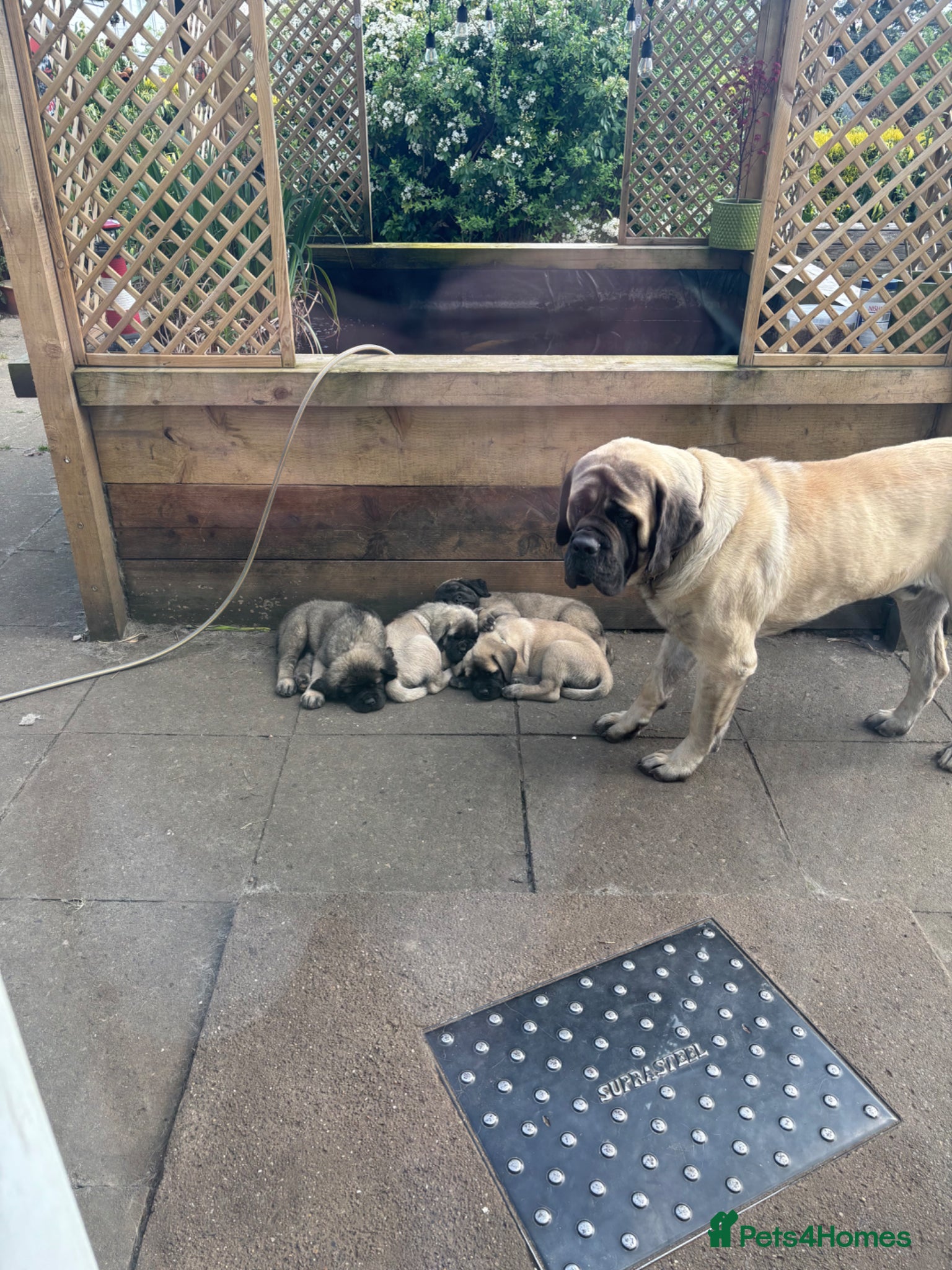 Mastiff dogs for sale: Kc registered old English mastiff puppies - Advert 9
