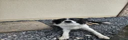 Border Collie dogs for sale: 3 Border Collie Dogs  in Cheddar - Advert 3