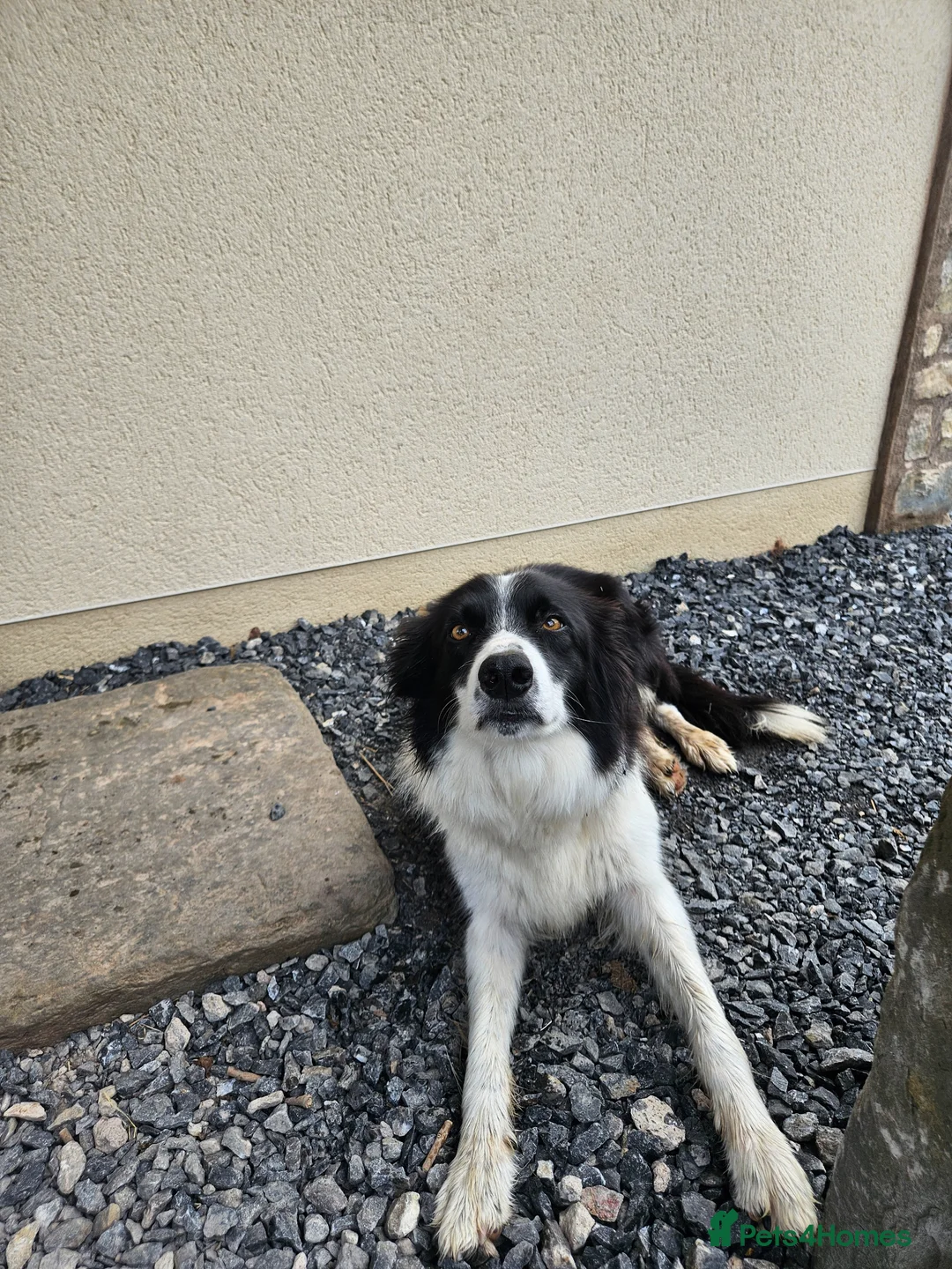 Border Collie dogs for sale: 3 Border Collie Dogs  in Cheddar - Advert 3