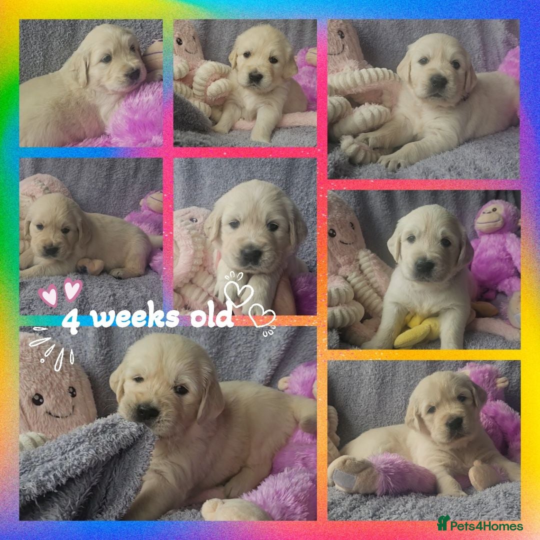 Golden Retriever dogs 8 stunning kc registered golden retriever puppies  - Advert 5