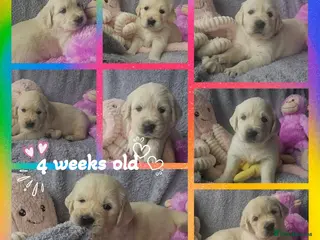 Golden Retriever dogs 8 stunning kc registered golden retriever puppies - Advert 5