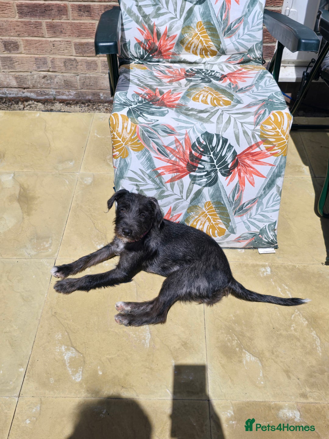 Jack Russell dogs for sale: Beautiful Jack russell  - Image 3