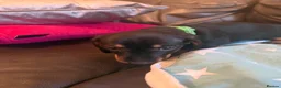 Dachshund dogs for sale: Black tan Dachshunds  - Advert 5