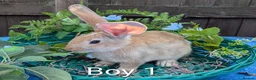 Continental Giant rabbits for sale: Continental Giant babies - Advert 3