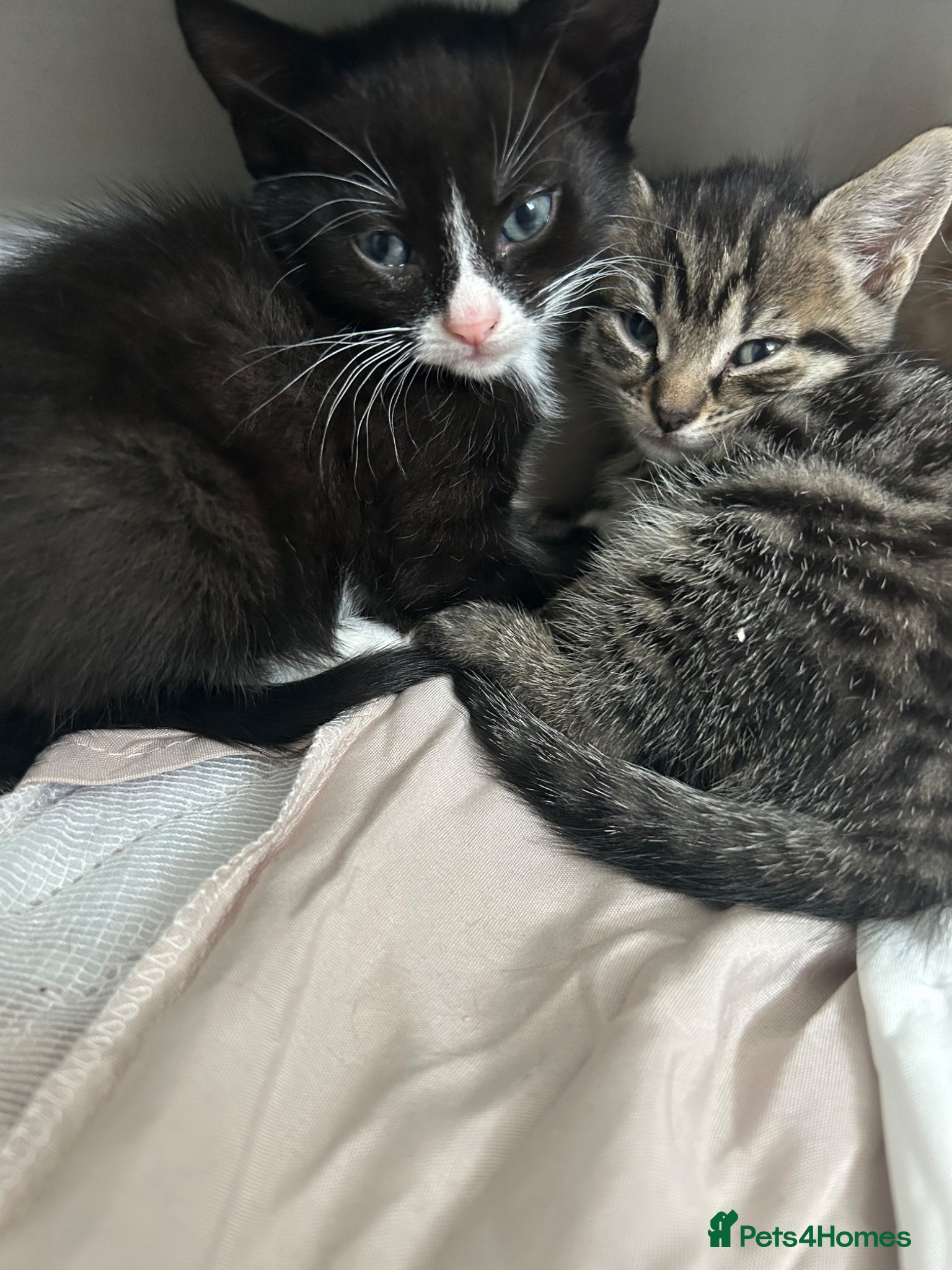Mixed Breed cats Last 2 left  - Advert 8