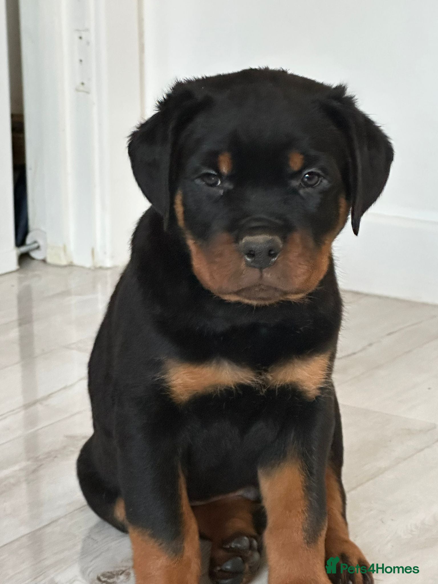 Rottweiler dogs ROTTWEILER PUPPIES- READY NOW 27/12 - Advert 18