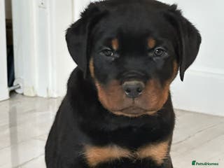 Rottweiler dogs ROTTWEILER PUPPIES- READY NOW - ONLY ONE LEFT!! - Advert 2