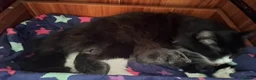 Mixed Breed cats for sale: Gorgeous Semi-Longhair Fluffy Grey Kittens in Southampton - Advert 3