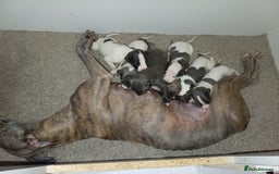 Whippet dogs for sale: Beautiful litter of Whippets - Image 2