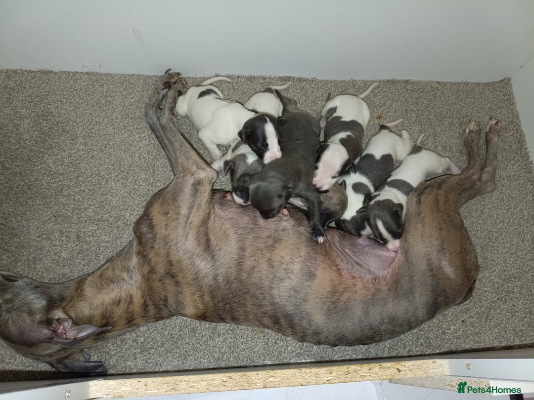 Whippet dogs for sale: Beautiful litter of Whippets - Image 2