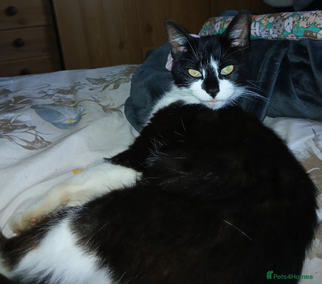 Mixed Breed cats for sale: 3 beautiful kittens - Advert 2
