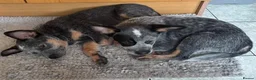 Australian Cattle Dog dogs for sale: Spark of the Outback in Every Curious Little Face in Belfast - Advert 4