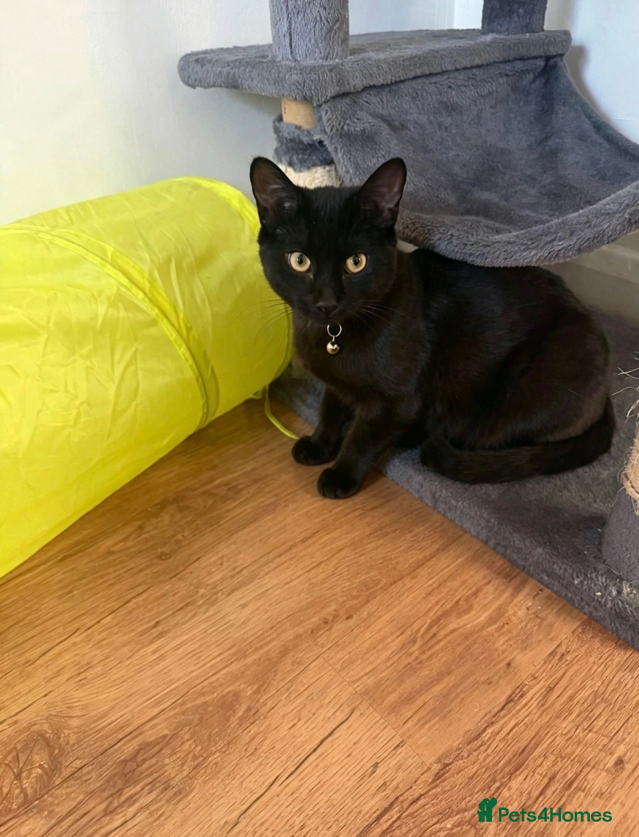 Domestic Shorthair cats 🐱 Loving kitten Looking for a New Home 🏡 - Advert 3