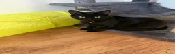 Domestic Shorthair cats for sale: 🐱 Loving kitten Looking for a New Home 🏡 in Dagenham - Advert 1