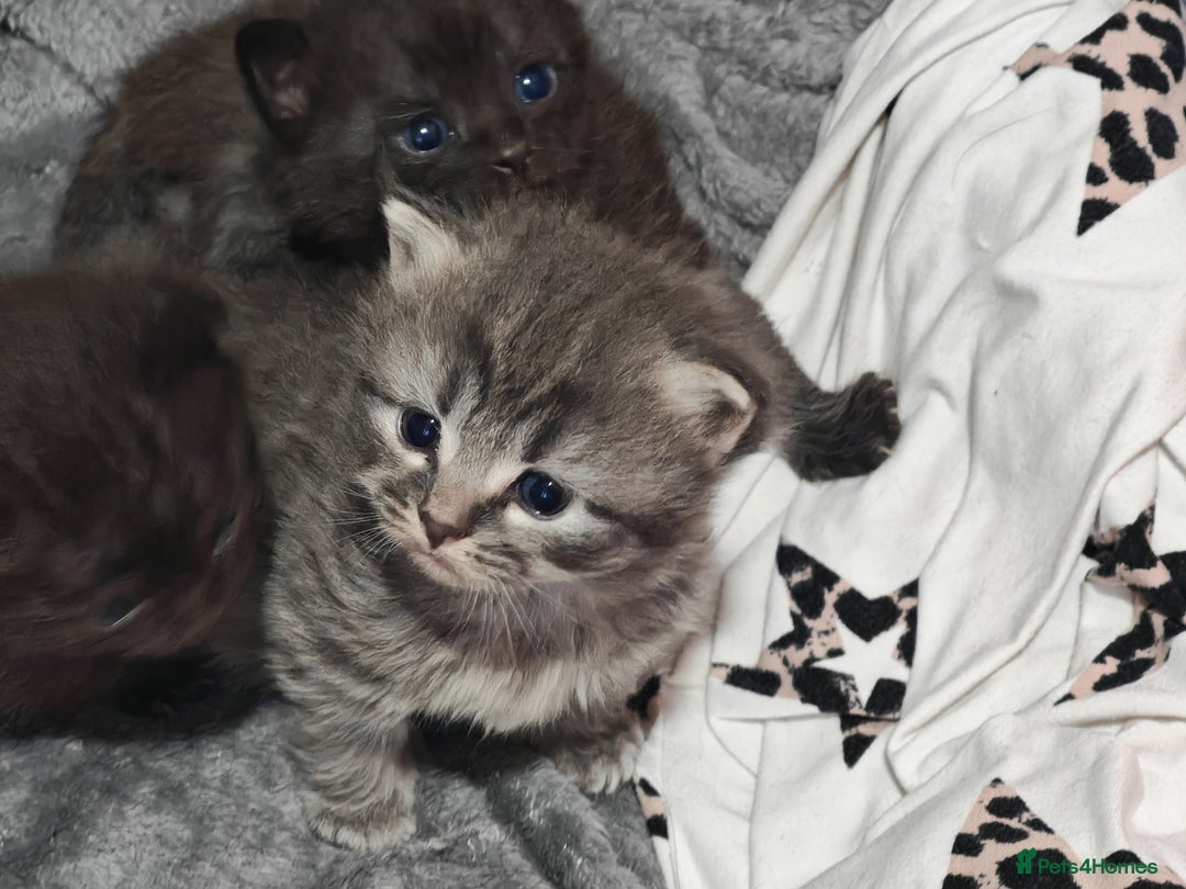Russian Blue cats for sale: Stunning Russian blue kittens  - Advert 7