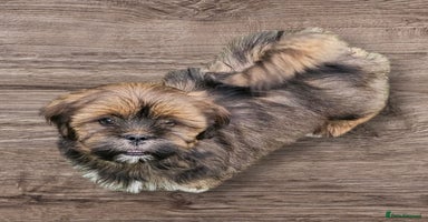 Lhasa Apso dogs - Advert 15