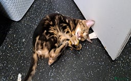 Bengal cats for sale: Pure Female Bengal Kitten £250 - Image 12