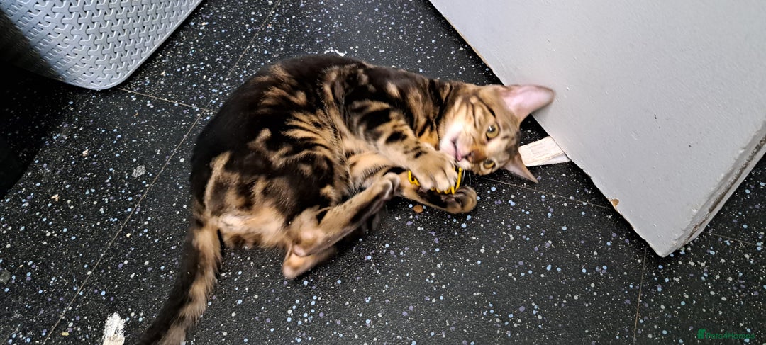 Bengal cats for sale: Pure Female Bengal Kitten £250 - Image 12
