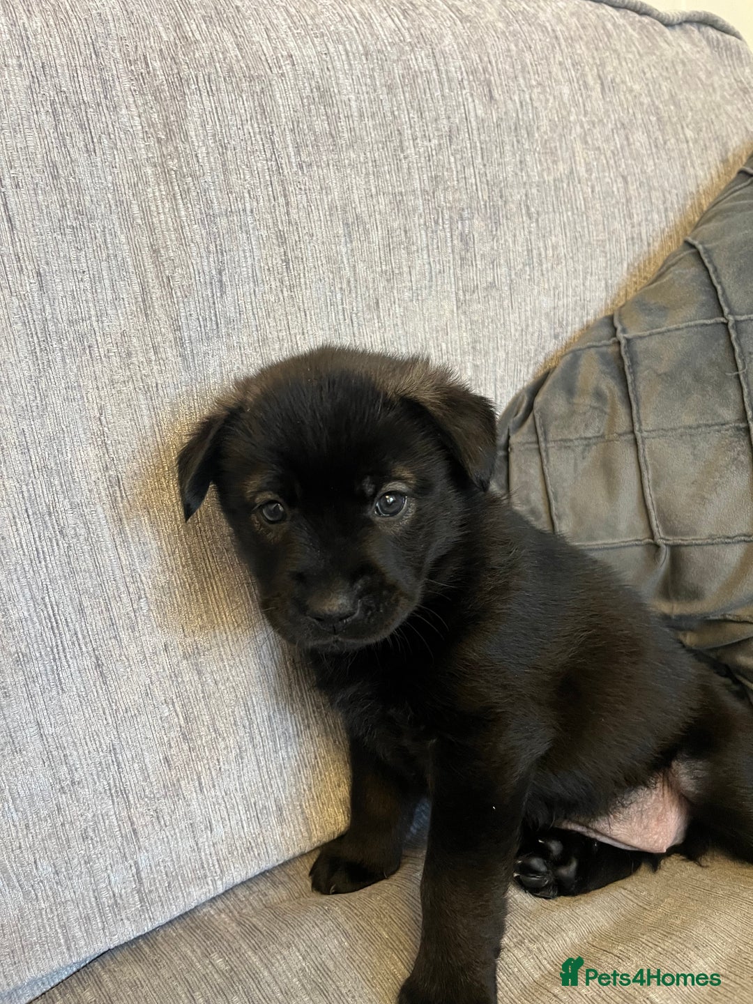 Mixed Breed dogs for sale: 8 beautiful puppies for sale - Advert 8