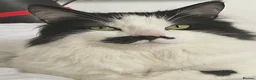 Mixed Breed cats for sale: 2 Adult Cats For Adoption  - Advert 7