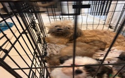 Shih Tzu dogs for sale: Shih tzu pups ready now - Image 8